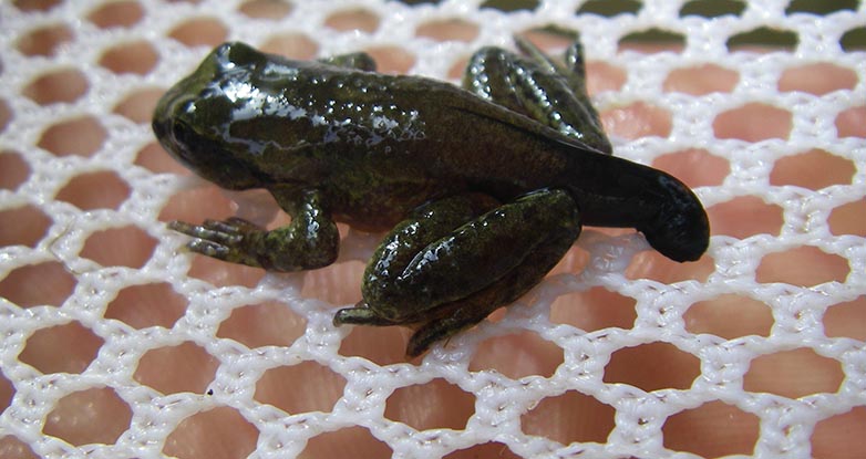 Closeup of a shiny-backed frog that looks like a cucumber pickle with legs and a short tail... It sits on a white net across a beige hand. 