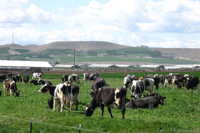 Cows graze in a field with low hills behind.