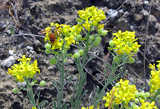 Yellow flowers on green stalks wit a red insect on one of the flowers.