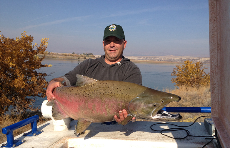 Large male Chinook salmon held by a fish and wildlife officer.