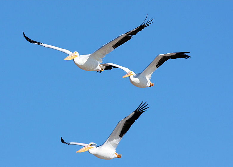 Three pelicans soar over Hanford site.