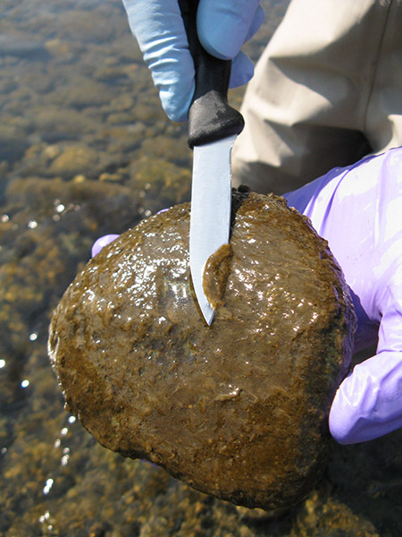 Gloved hands use a pocket knife to scrape soft surface from damp green-slimed rock.