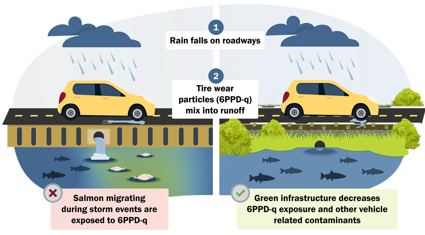 When rain falls on roads, 6PPD tire particles mix into runoff. Salmon are exposed to 6PPD. Green infrastructure can reduce exposure.