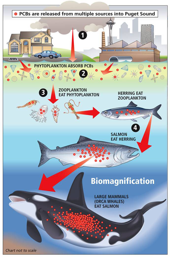 Illustration showing how PCB chemicals bioaccumulate as they move up the food chain from the environment, industry, and homes through plankton, herring, salmon, and finally in orcas.