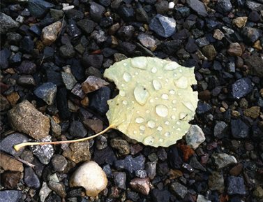 A yellow leaf laying on the ground with water droplets on it.