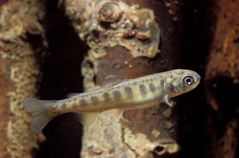 Juvenile Chinook salmon in river, swimming to marine waters