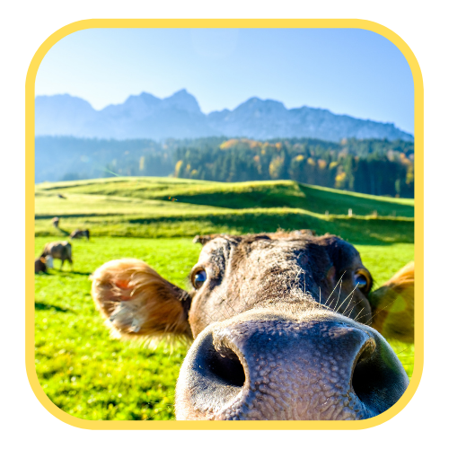 A picture of a cow looking at the camera, as if taking a selfie. Clear blue skies and green pasture pictured behind the cow.