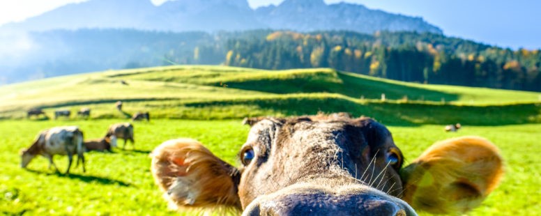 Up closer view of a cow in a green pasture looking at the camera .