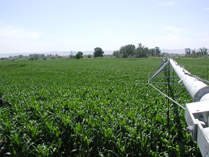 Field of corn, with a sprinkler arm in the foreground.
