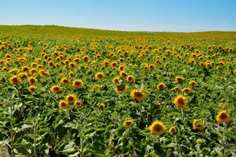 A wide-spanning yellow field of sunflowers, growing on a biosolids land application site.