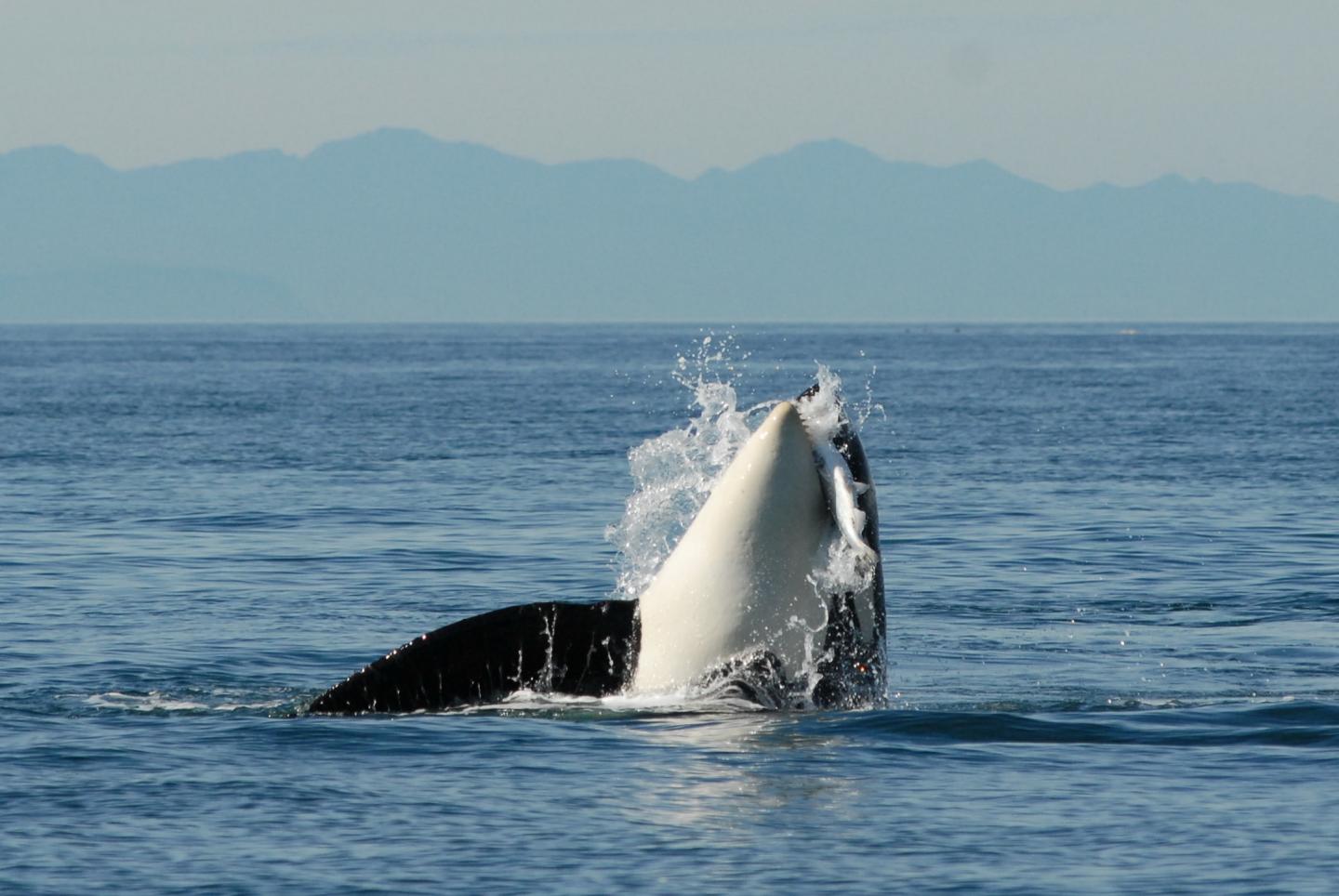 Orca feeding in Puget Sound