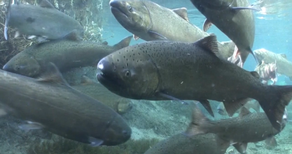 An underwater view of a school of Chinook salmon with one salmon looking at you