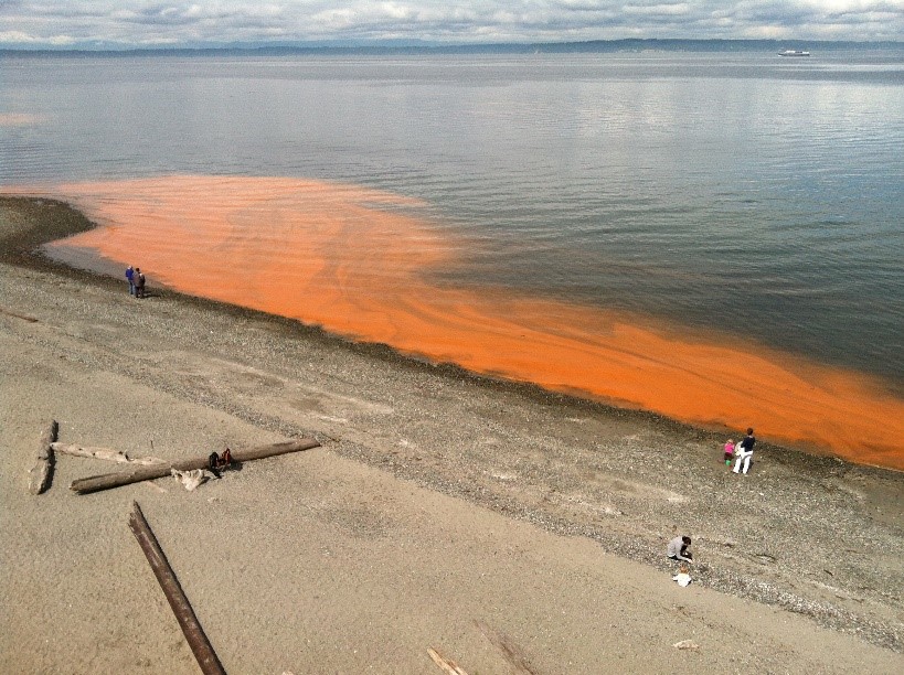 orange algal bloom off shore of Puget Sound beach