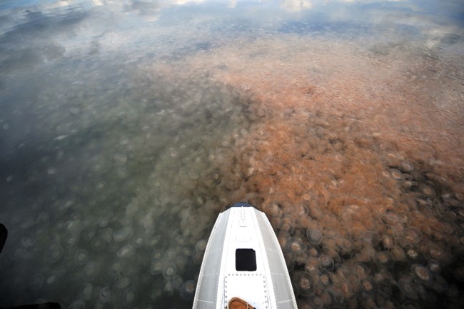 Aerial view of a mass of orange jellyfish in the water