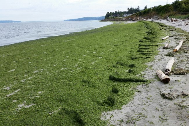 green algae covers a sandy beach