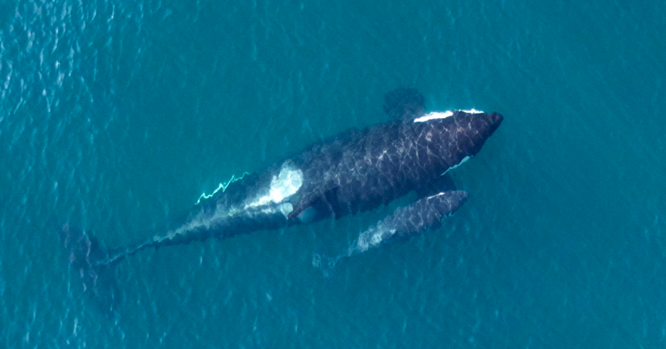 A large and small orca swim side by side just under the surface, seen by air, directly above.