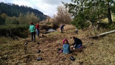 People plant trees along a grassy creek bank.
