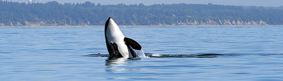 Orca breaching in Puget Sound. Mountainous terrain in background.