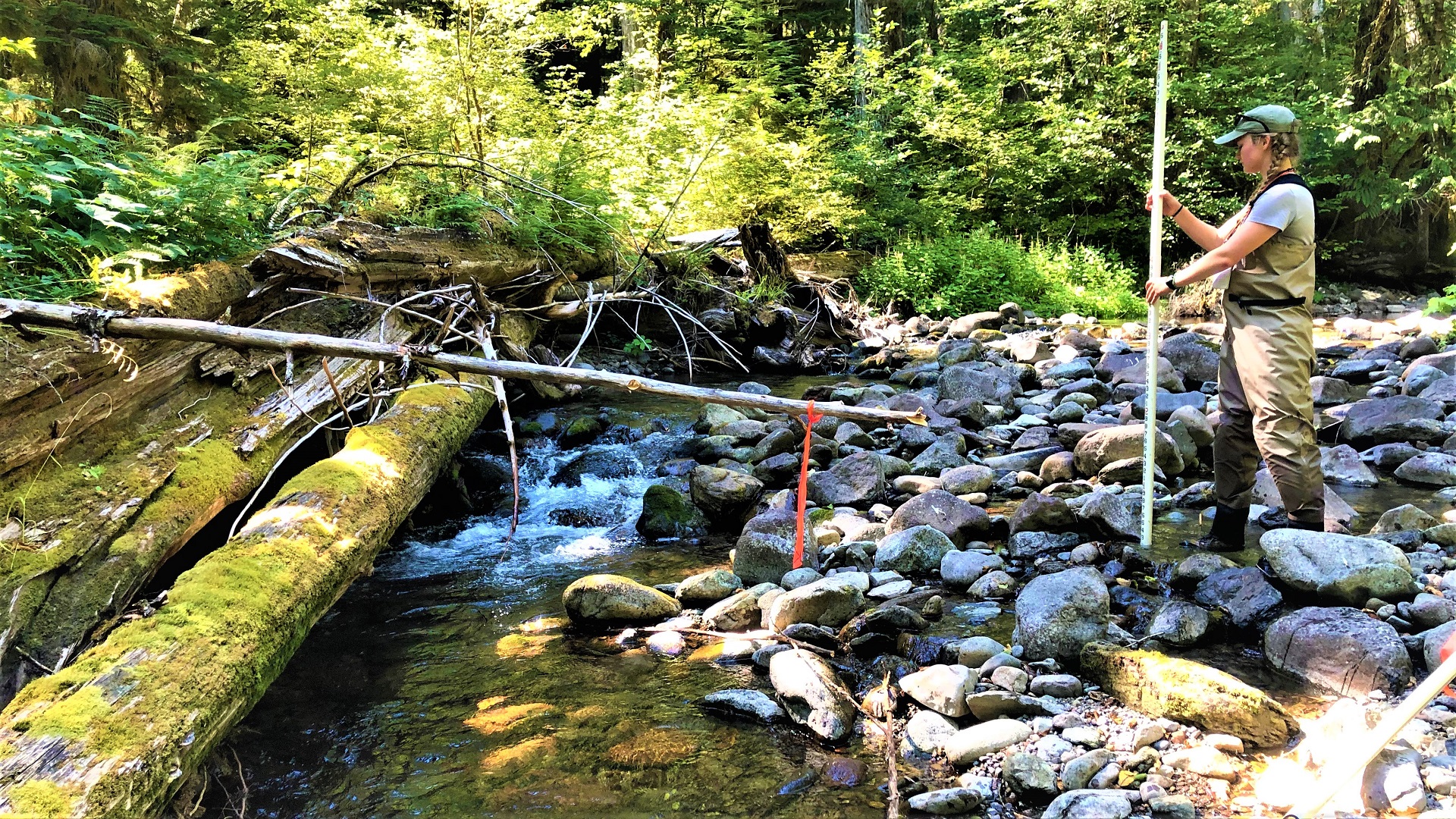 Person in waders stands with a measuring rod in a shallow stream