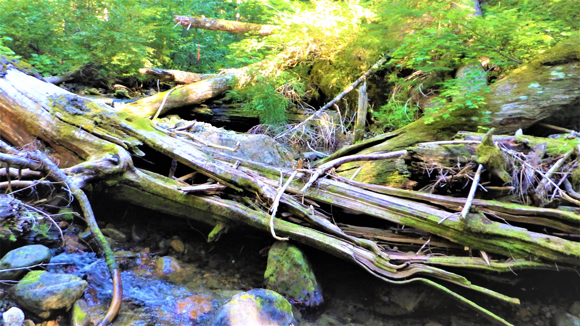 Multiple logs stacked on top of each other in a stream