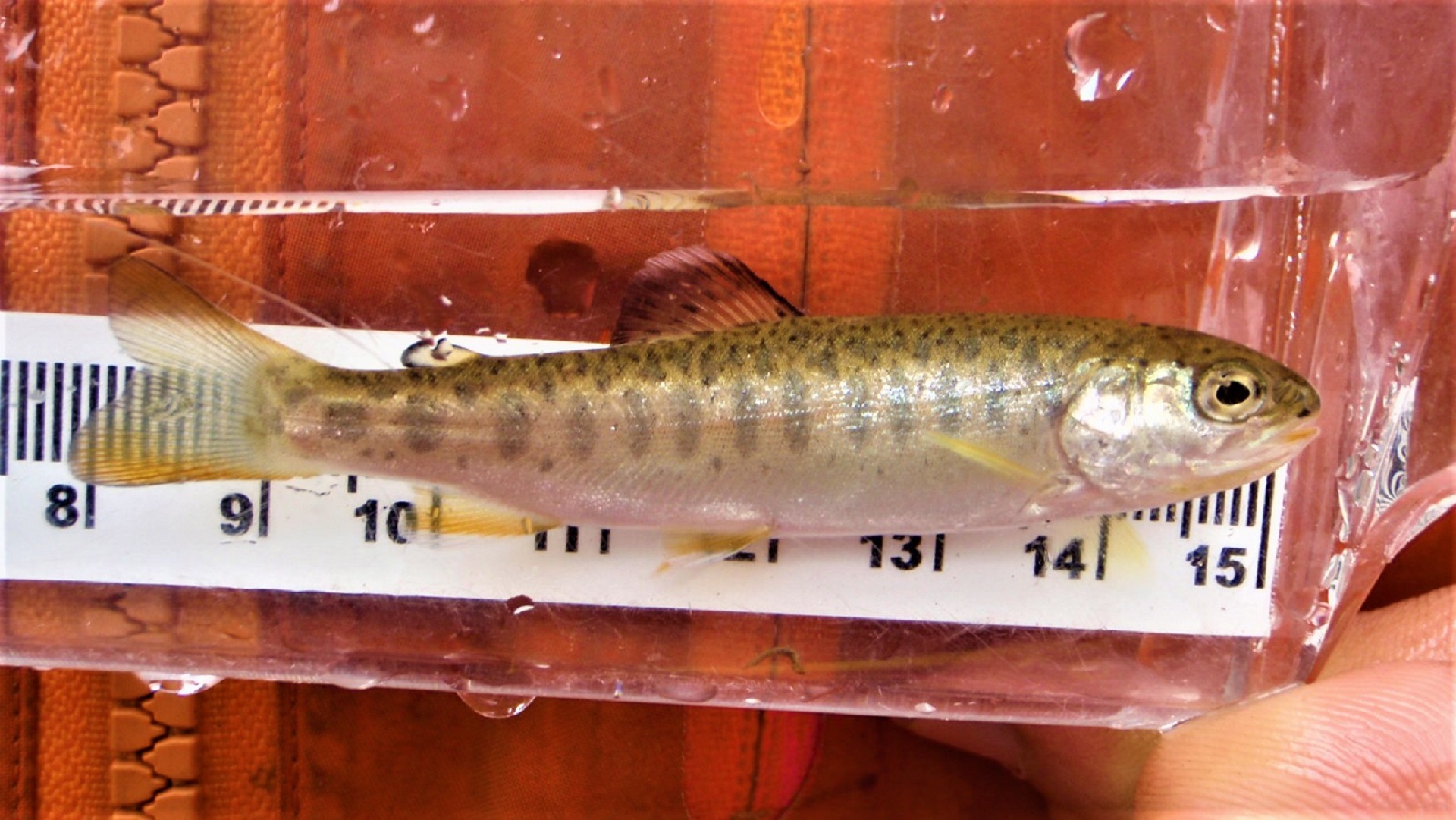 Silver fish with gold, brown-flecked top in a clear container