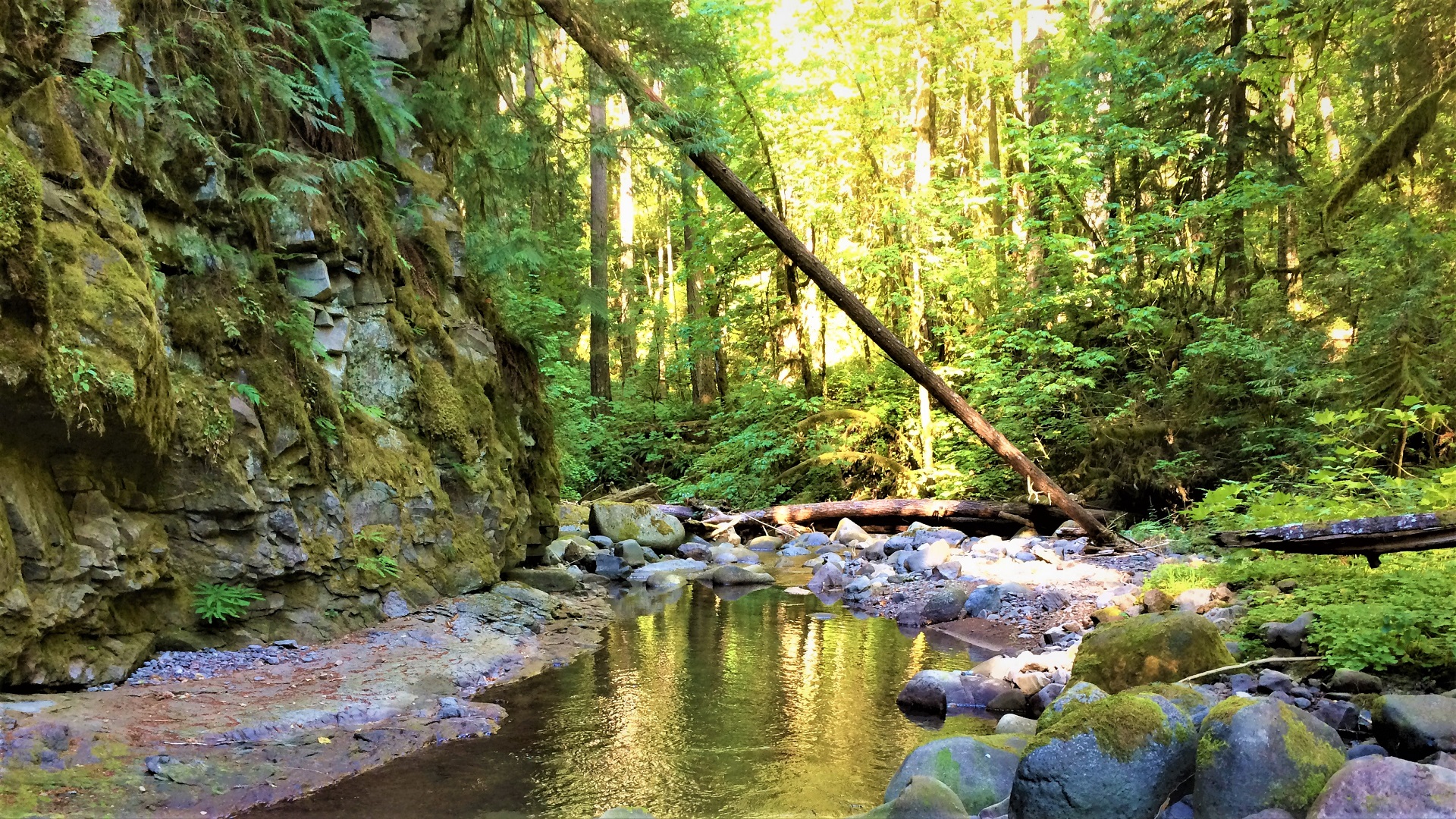 A creek with lots of trees shading it, boulders, and large woody debris