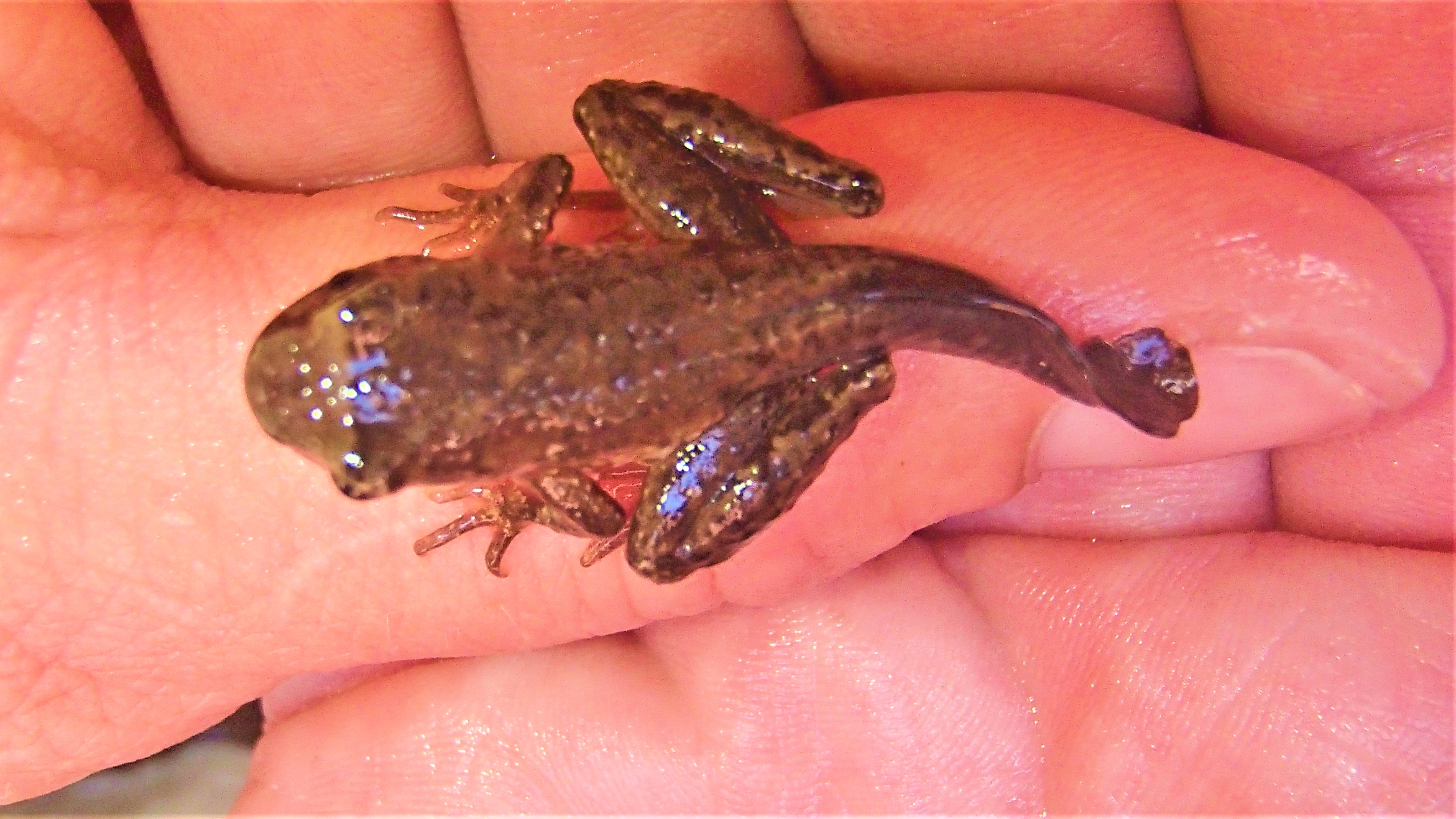 A small frog with a tail sits on someone’s hand