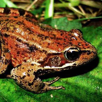 A red-legged frog