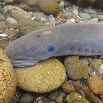 A lamprey resting on large rocks in a riverbed