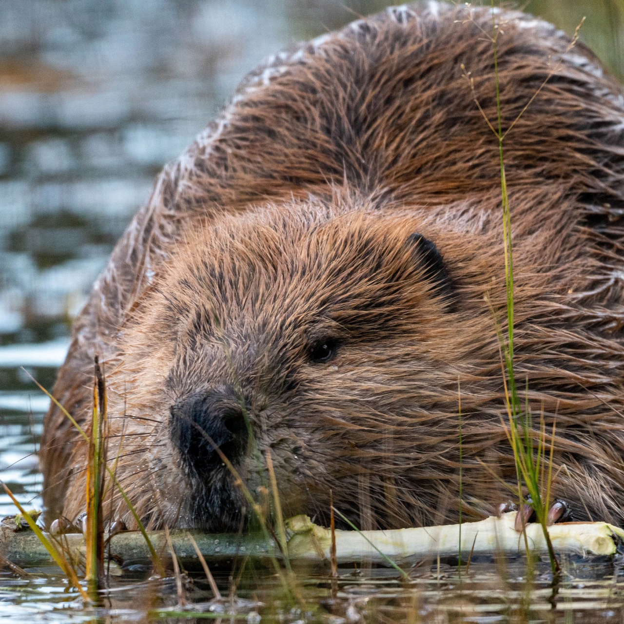 A beaver in the water holding a stick 