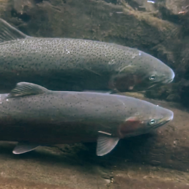 Two salmon swimming side-by-side in a river