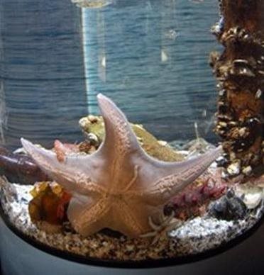 Sea star at aquarium at Padilla Bay