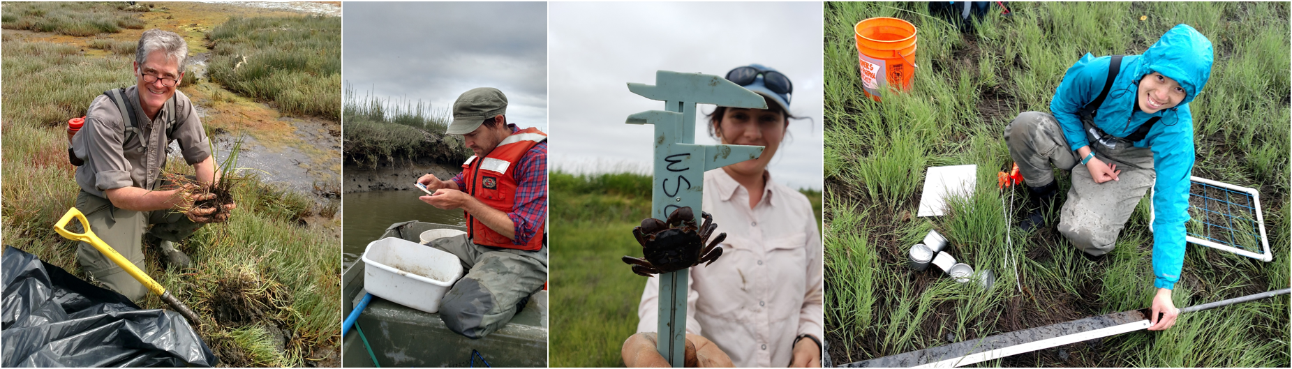 Set of pictures showing Padilla Bay stewardship activities including a man digging invasive spartina cordgrass, a man in a boat setting out crab traps, a woman measuring a crab, and a volunteer working in Padilla Bay's eelgrass.