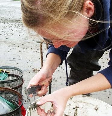 Person measuring width of small shore crab during monitoring activities on Padilla Bay shoreline.