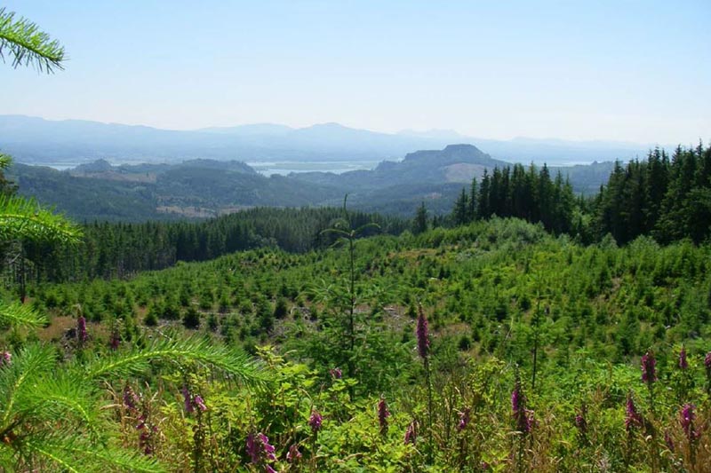 Young trees grow in the foreground. In the background is a sweeping view of more forests and the Columbia River near Cathlamet.