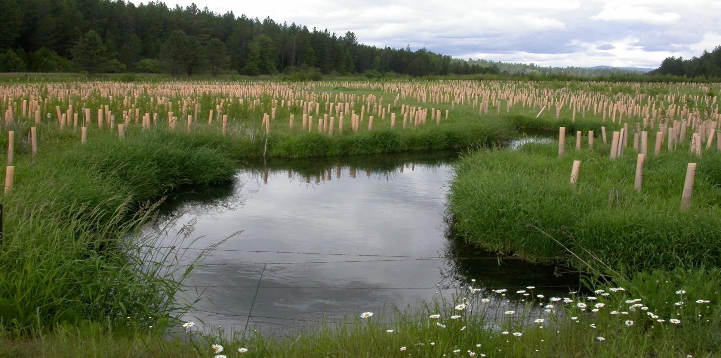 Native plantings in plastic tree tubes scattered in wetland