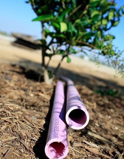 Picture of purple pipes laying on ground and a newly planted tree in the background.