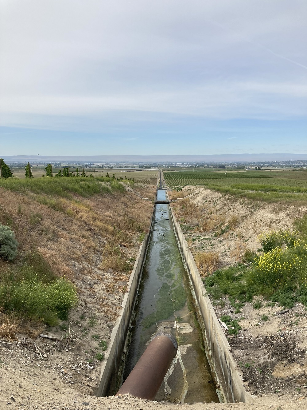 Irrigation canal passing through fields in Roza Irrigation District