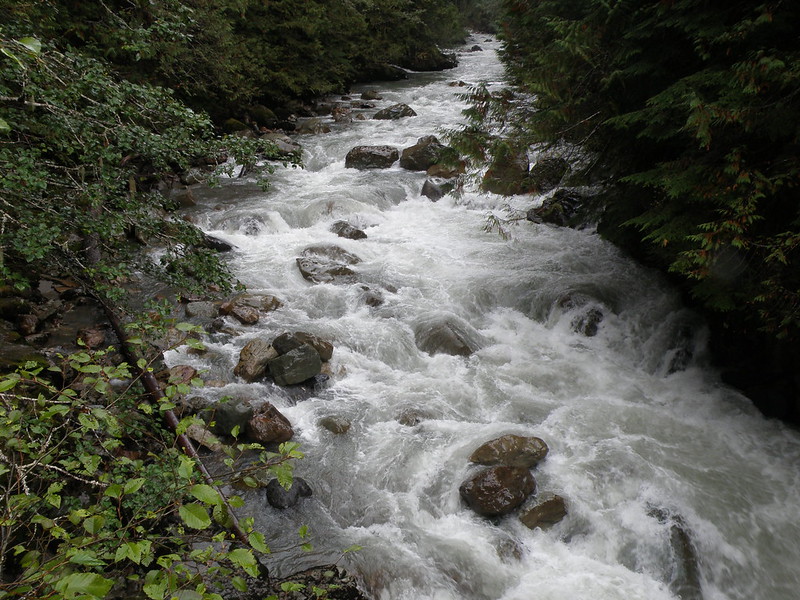 stream surrounded by foliage