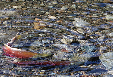 Sockeye salmon spawning in the Cle Elum River