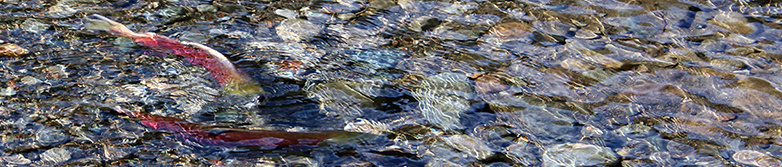Sockeye salmon spawning in the Cle Elum River