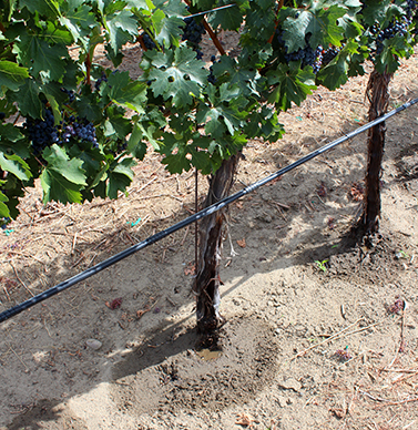 Drip irrigation at a vineyard