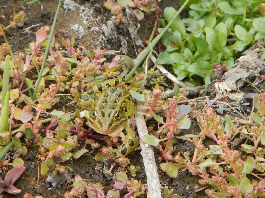 Oregon spotted frog in a wetland habitat.
