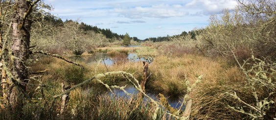 Photo of emergent and scrub-shrub wetland on Long Beach peninsula in southwest Washington.