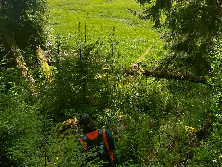 Several Ecology employees with field vests and gear hiking down a steep well vegetated slope towards the emergent wetland that is going be sampled.