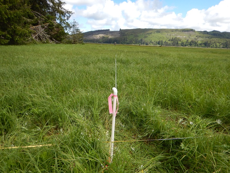 A vast emergent wetland area.  A white pvc pipe with pink flagging has been placed in the ground and white measuring tapes have been placed along the north, south, west, and east compass directions.
