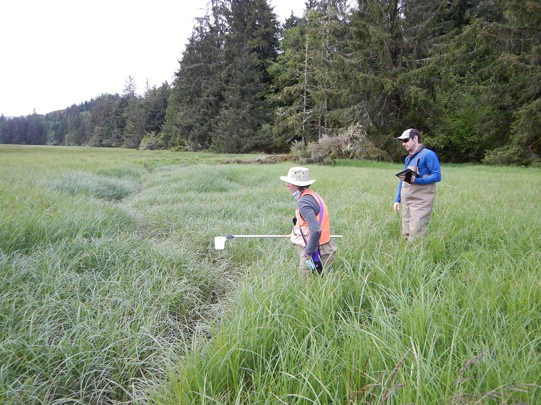 Two Ecology staff in field gear standing adjacent to a a tidal channel.  One of the staff has a long-handled device used to collect water samples.  The other holds a tablet used to collect field data.