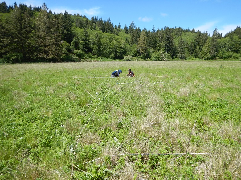 Two Ecology staff sitting in an emergent wetland vegetation looking closely at plants within a vegetation plot which is outlined in a square with white measuring tapes.