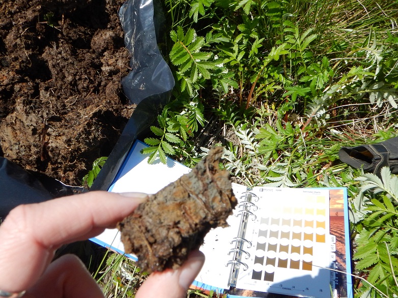 A piece of wetland soil is being held between an index finger and thumb and the color is being compared to color chips in a book that is lying on the ground.