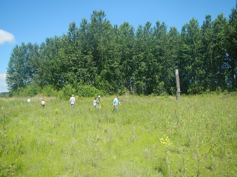 Group of people walking through field of plants and vegetation at Columbia River Wetland Mitigation Bank in July 2014, one year after construction.